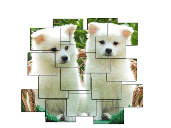 Design: Cute Puppies