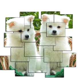 Design: Cute Puppies